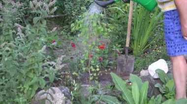 Köylü adam su taze arka bahçesinde ginkgo biloba ağacı fidan dikti. 4k