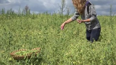 kadın yaz bezelye sahada yeşil bezelye toplamak. Odak değiştir. 4k