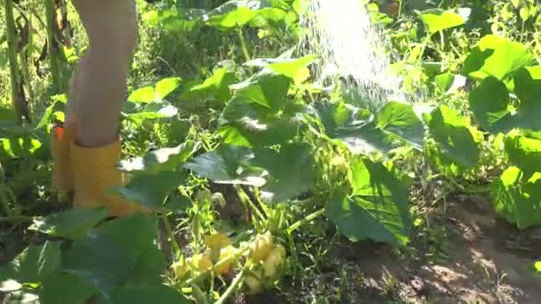 Hete vrouw meisje giet water op tuin courgette groenteplanten met gieter tegen zon. 4k — Stockvideo