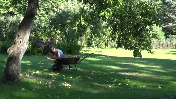 Woman gather rotten apples in old wheelbarrow in garden. 4K — Stock Video