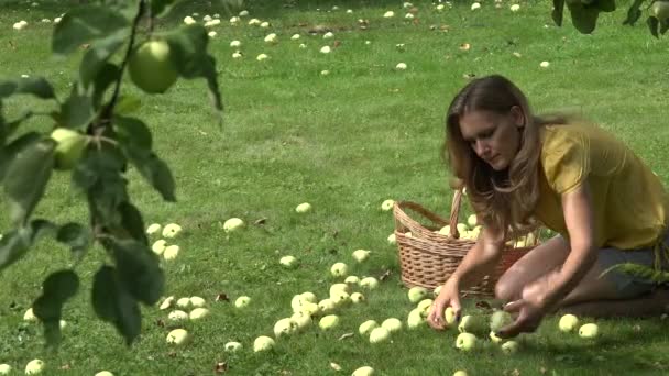 Hermosa mujer sentada de rodillas recogiendo manzanas bajo el manzano en el día de verano. 4K — Vídeo de stock