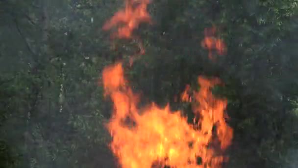 Alto fogo ardente chama entre árvores florestais no verão. 4K — Vídeo de Stock