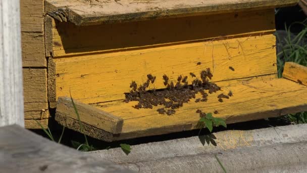 Enjambre de abejas a madera amarillo pintado colmena verano al aire libre. 4K — Vídeos de Stock