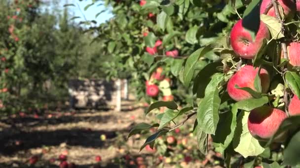 Maçãs vermelhas penduradas em galhos e caixas de madeira cheias de frutas. Mudança de foco. 4K — Vídeo de Stock