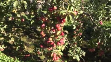 Olgun elma sandıkları ve ağaçlarda sonbahar meyve bahçesi. El. 4k