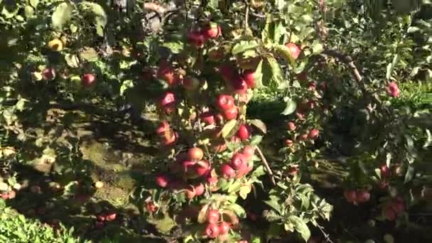 Reife Äpfel in Kisten und auf Bäumen im herbstlichen Obstgarten. Handheld. 4k — Stockvideo