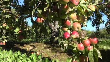 Meyve ağacı dalları olgun elma ve çiftlik işçileri insanlar dolu. Panorama. 4k