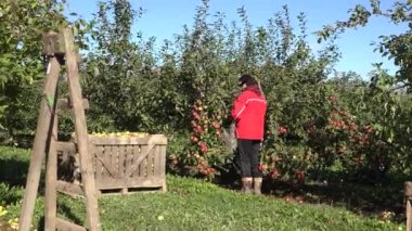 Doğal meyve sandık, merdiven ve kadın çiftlik işçisi organik elma hasat. 4k