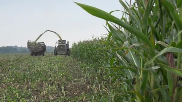 Rijpe corn cob planten en combineren oogst boerderij plantage. Focus wijzigen. 4k — Stockvideo