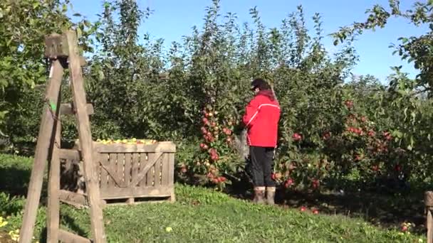 Natural fruit crate, ladder and female farm worker harvest organic apples. 4K — Stock Video