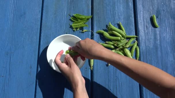 Woman hands hulled peas  white bowl blue wooden background. 4K — Stock Video