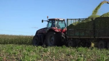 Tarım makineleri mavi gökyüzü güneşli günde mısır hasat sırasında. 4k