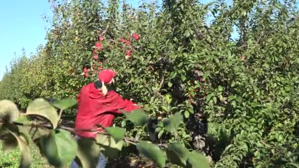 在果树园里在阳光明媚的秋日的园丁女孩摘苹果。4 k — 图库视频影像