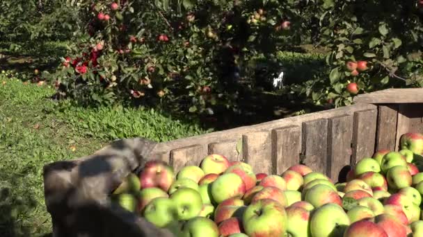 La gente trabaja en el huerto de manzanos en el momento de la cosecha. 4K — Vídeo de stock