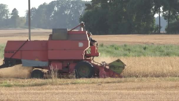 Pracownik farmy człowiek młócenia zbioru roślin pszenicy jęczmień z kombajn zbożowy. 4k — Wideo stockowe