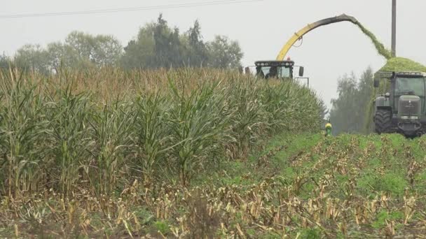 Landbouwmachines tijdens maïs oogst in de herfst op veld in het najaar. 4k — Stockvideo