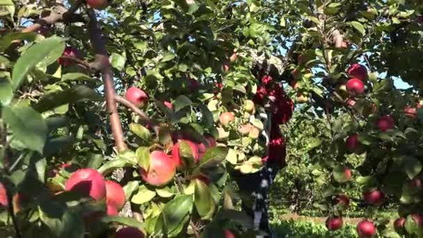 Menina camponesa reunindo maçãs em uma fazenda de pomar. 4K — Vídeo de Stock