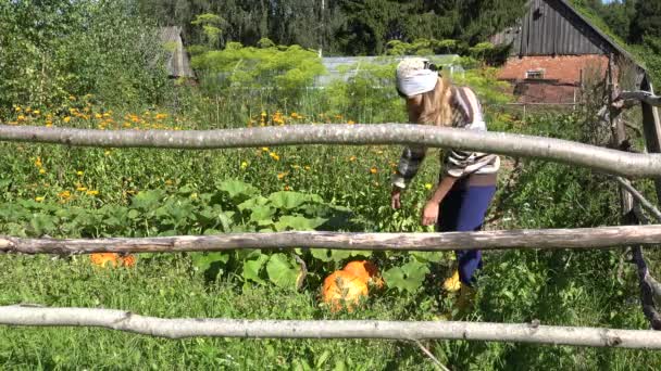 Linda jovem agricultor mulher com lenço de cabeça escolhendo planta vegetal de abóbora para a colheita. 4K — Vídeo de Stock