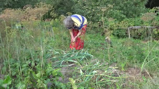 Donna raccogliere maturo grande cipolla raccolto nel proprio giardino di campagna. 4K — Video Stock