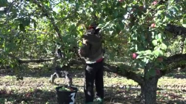 sonbahar bahçede taze elma meyve hasat millet. 4k