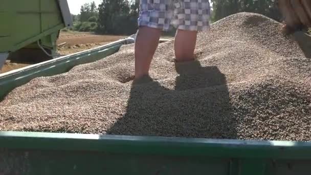 Männliche Arbeit mit Schaufel in LKW-Getreide bei der Ernte auf dem Feld. 4k — Stockvideo