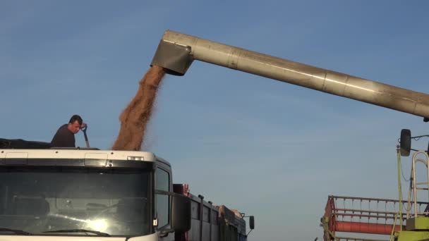 Homem agricultor com pá wade e milho de cereal nível de grão no caminhão. 4K — Vídeo de Stock