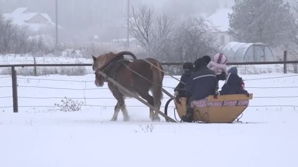 Famille avec enfants amusez-vous en charrette avec cheval en hiver. 4K — Video