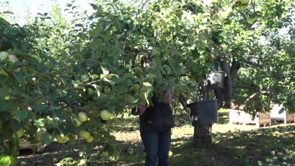 Ženské a mužské zemědělských pracovníků pár sklízet vyskladnění jablka do plastového kbelíku. 4k — Stock video