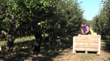 Çiftçi kadınlar bir meyve bahçesinde elma al. 4k