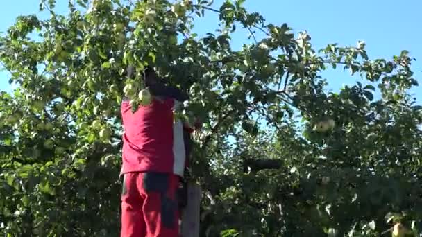 Trabajador recoger la cosecha de manzana verde fresca en el huerto en otoño. 4K — Vídeo de stock