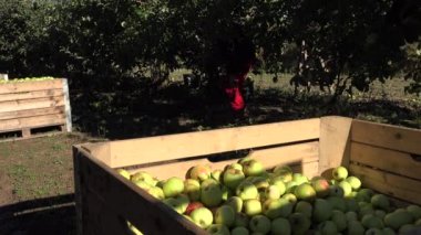 Bahçıvan adam ahşap kutu sandık çiftlik orchard bahçede elma ver. 4k