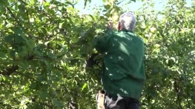 Oğlum hasat elma meyve aile orchard gruptaki ile komuta sizde. Vınlamak dışarı. 4k