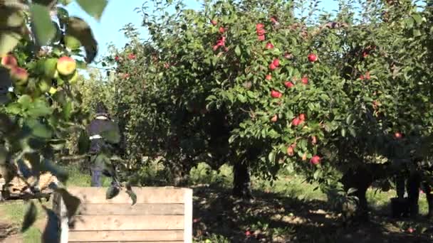 Agricultores coletam maçã de galhos de árvores na plantação de fazenda de outono. 4K — Vídeo de Stock