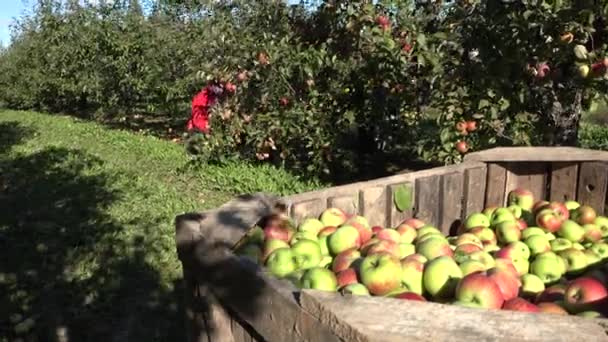 Люди собирают яблоки с ветвей деревьев на осенней ферме. 4K — стоковое видео