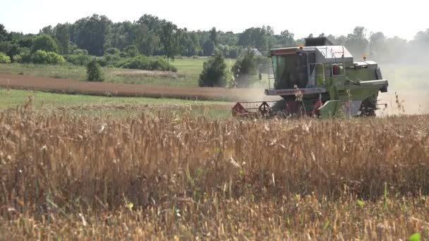 Máquina cosechadora Thrash plantas de trigo en el campo de la granja. 4K — Vídeo de stock