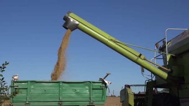 Cosechadora carga trigo en camión en la cosecha en verano. 4K — Vídeo de stock