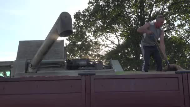 Process loading wheat grain from pipe of  harvester in truck. 4K — Stock Video