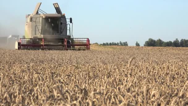 Agricultor conducir en cosechadora en el campo de trigo triticale. 4K — Vídeo de stock