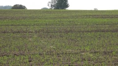 köy tahıl bitkileri alanında kış. 4k