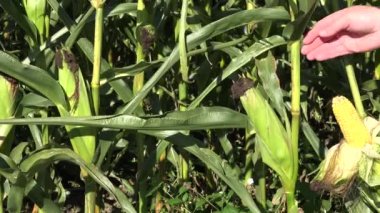 Mısır mısır koçanı üzerinde kontrol alanında deneyimli çiftçi eller. portre. 4k