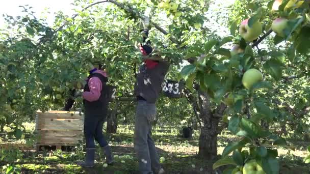 Arbetaren människor arbetar inom apple fruktträdgården vid skörd. 4k — Stockvideo