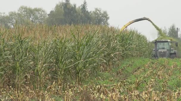 Mähdrescher und Traktor mit Anhänger ernten Maispflanzen auf dem Feld. 4k — Stockvideo