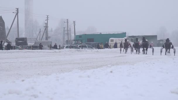 Carrera de caballos por la copa del campeonato en invierno. 4K — Vídeos de Stock