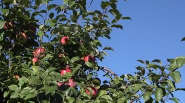 Kırmızı olgun elma dalı yeşil yeşillik mavi gökyüzü karşı üzerinde büyür. Aşağı eğ. 4k