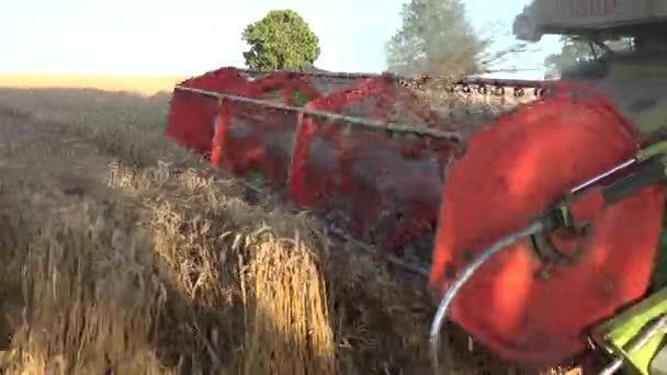 Handshot of working harvester combine in wheat field dust. 4K — Stock Video