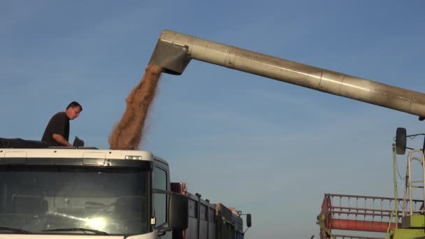Man work in truck full of wheat grain from combine pipe. 4K — Stock Video
