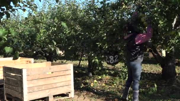 Жители деревни собирают яблоки с ветвей деревьев на осенней ферме. 4K — стоковое видео