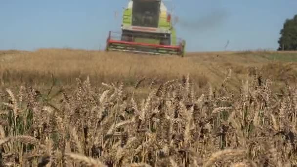 成熟的麦穗在风和模糊的脱粒机移动联合收获小麦在背景中。4 k — 图库视频影像
