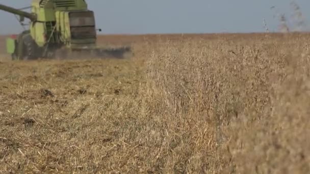 Combineren thresher oogst haver maïs oren en trekker met oplegger op gebied van de landbouw. 4k — Stockvideo