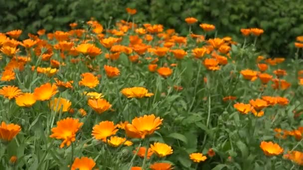 Flores de caléndula flores de hierbas se mueven en el viento en la plantación agrícola rural. 4K — Vídeo de stock